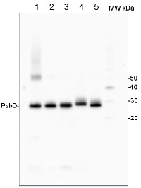 PsbD | D2 protein of PSII in the group Antibodies for Plant/Algal  / Global Antibodies at Agrisera AB (Antibodies for research) (AS06 146)